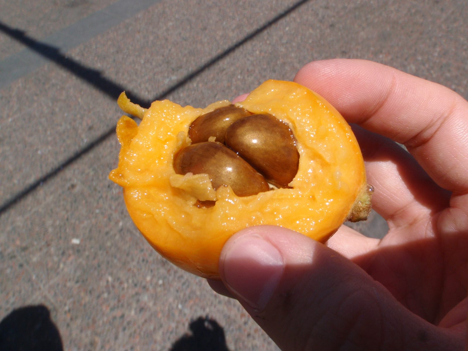 Trying a mysterious fruit with waxy bulbous seeds. Rather tart. Some woman gave me a few for free.