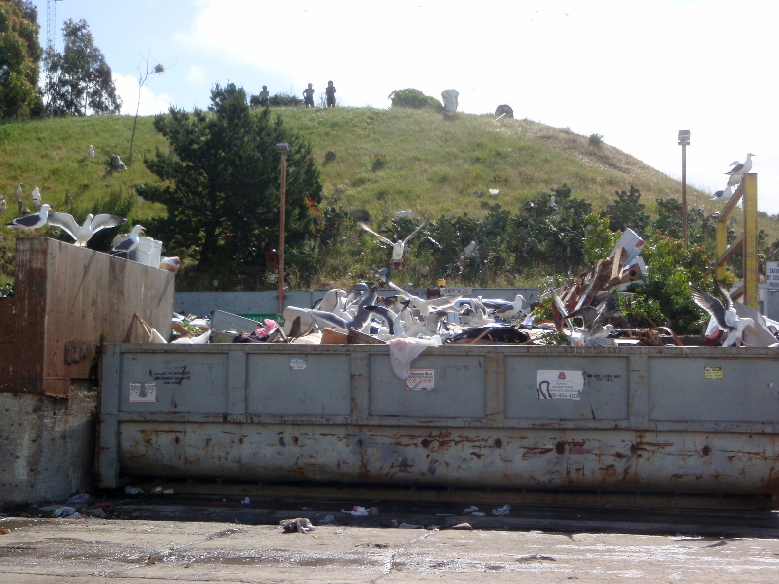 Seagulls happily feasting on the organic matter in our trash stream.  Sadly, not pictured was a...