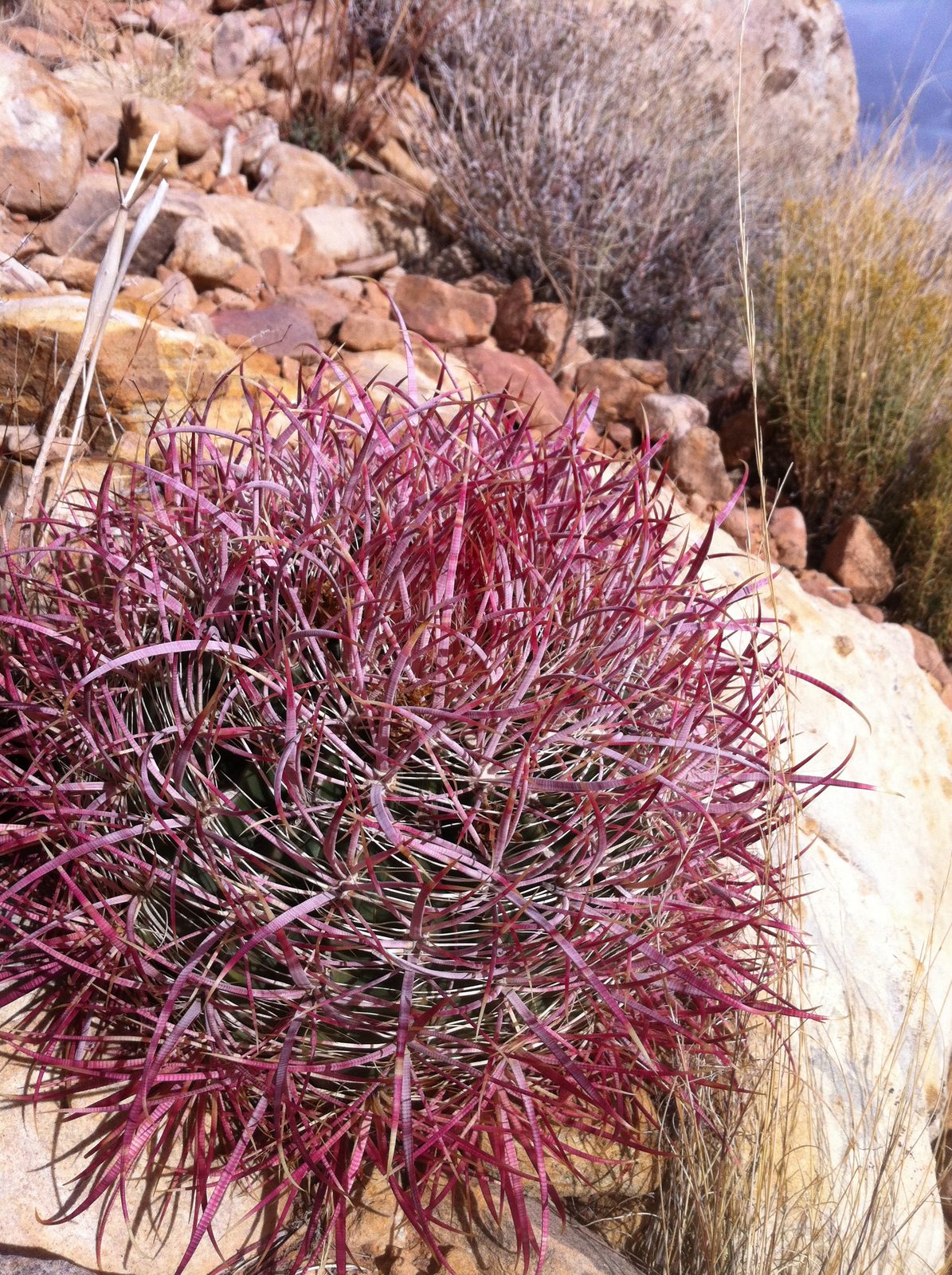 Pink barrel cactus on the approach to our climb.