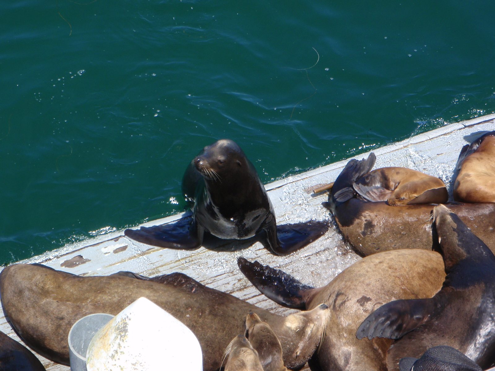 California Sea Lions.