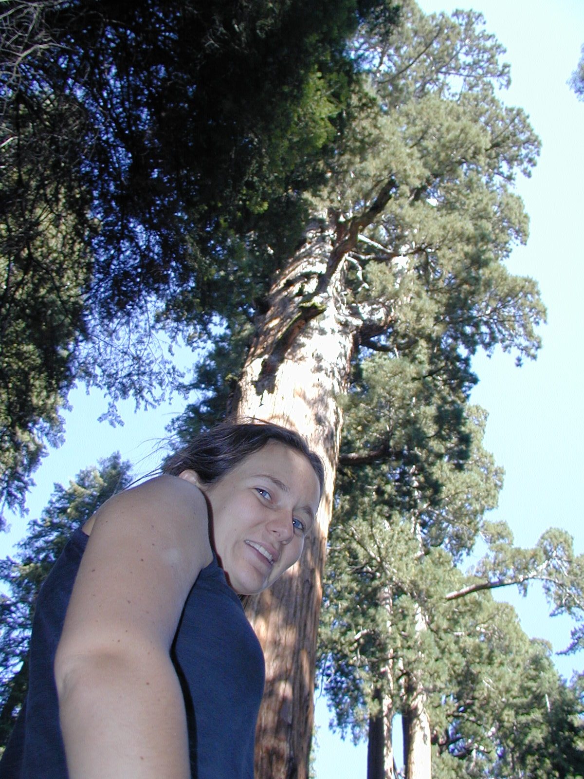 Rachel and a giant Sequoia.