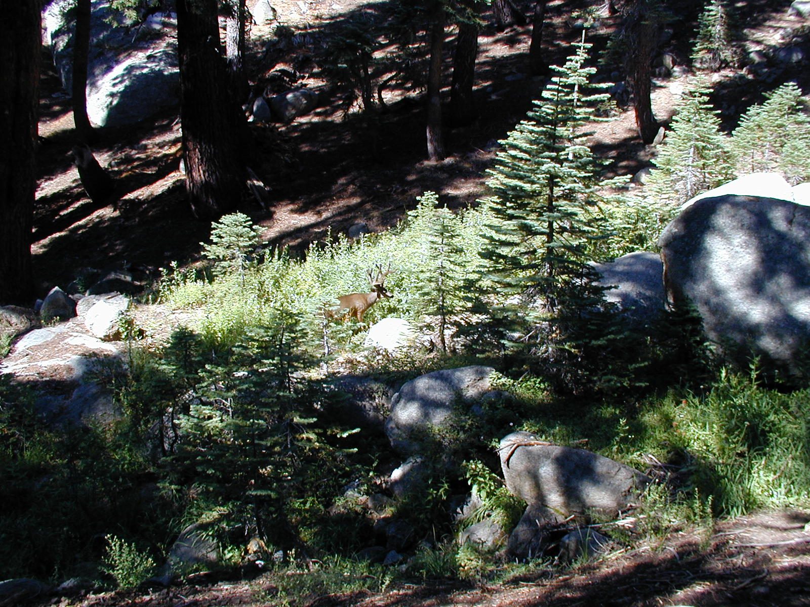A stream was just down the hill.... looks like someone came for a drink.