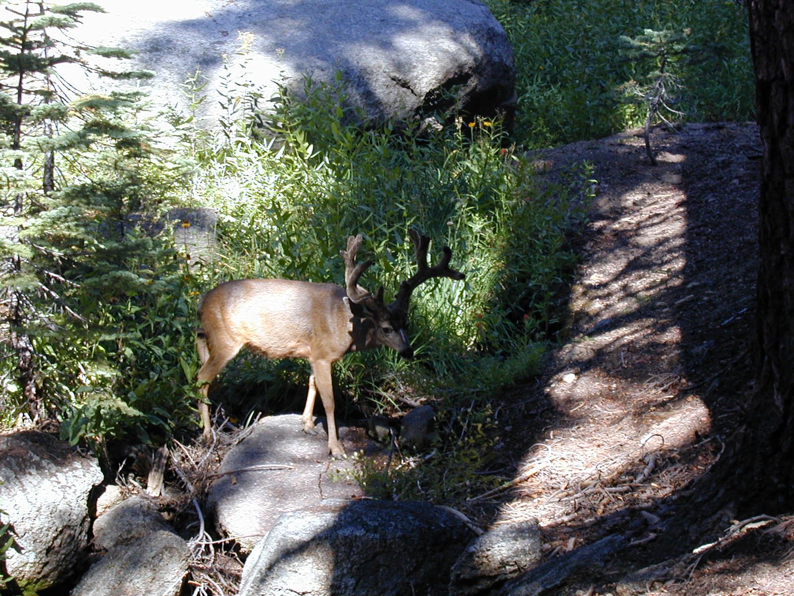 A very cute critter indeed.  His antlers are still fuzzy.