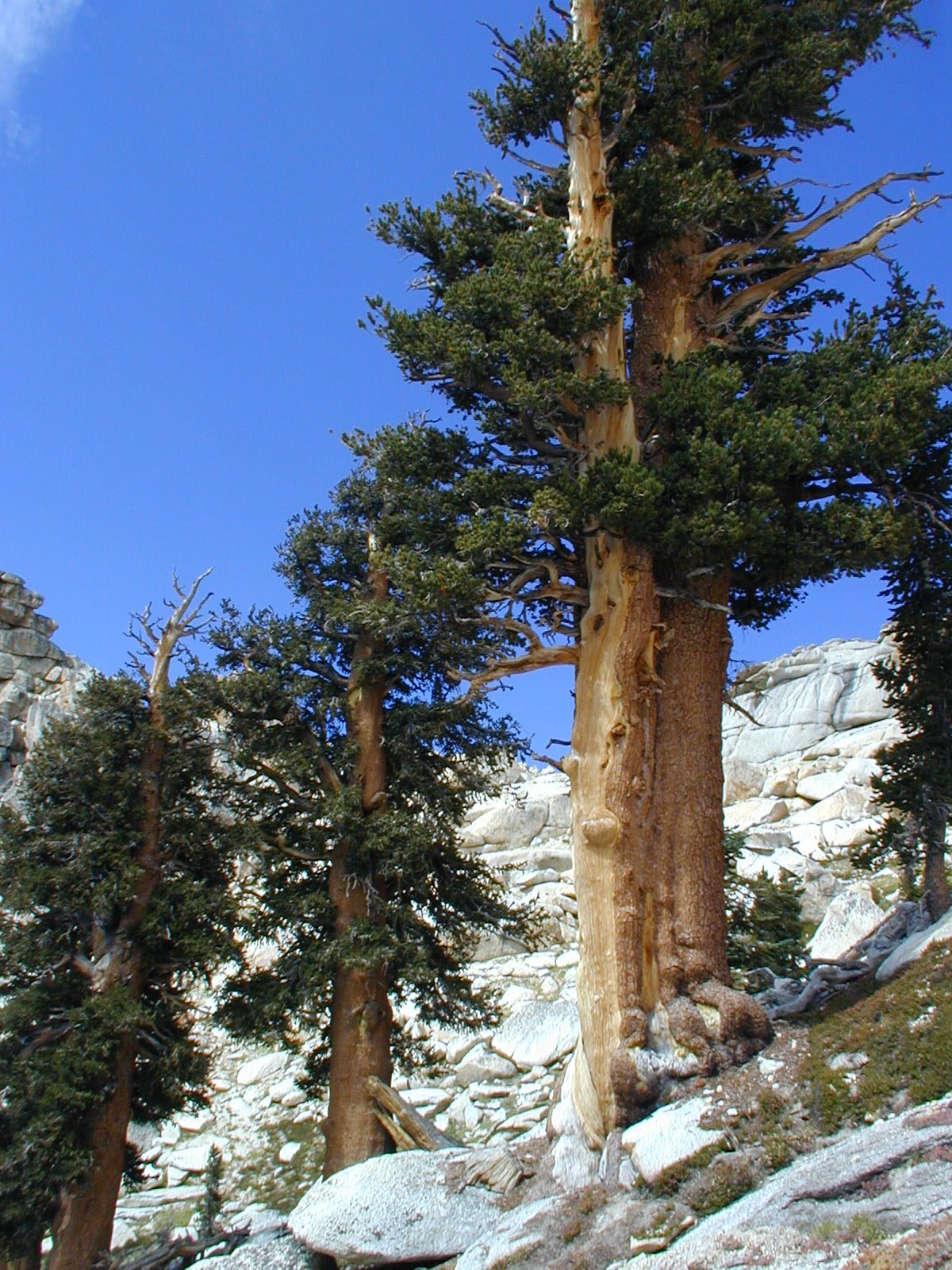 A row of Foxtail Pines.