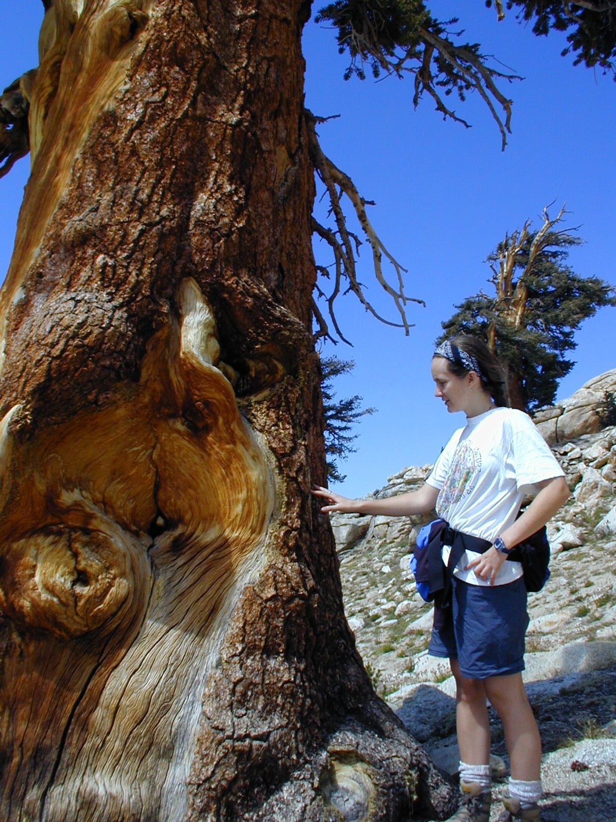 Rachel, touching the sap of a Foxtail Pine that is probably 500 to 1,000 years old.  Foxtail...