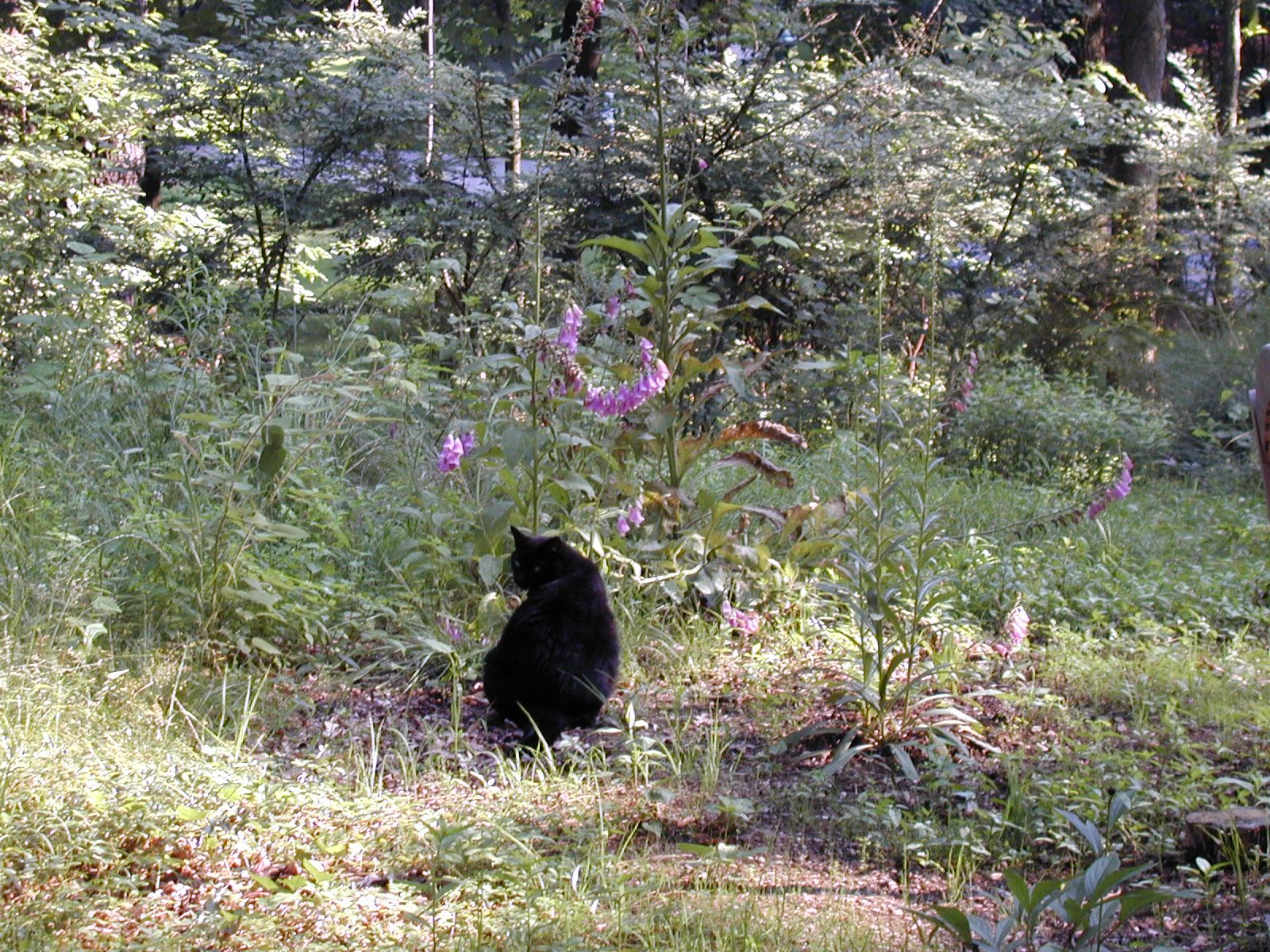 Shadow eyeing me suspiciously.