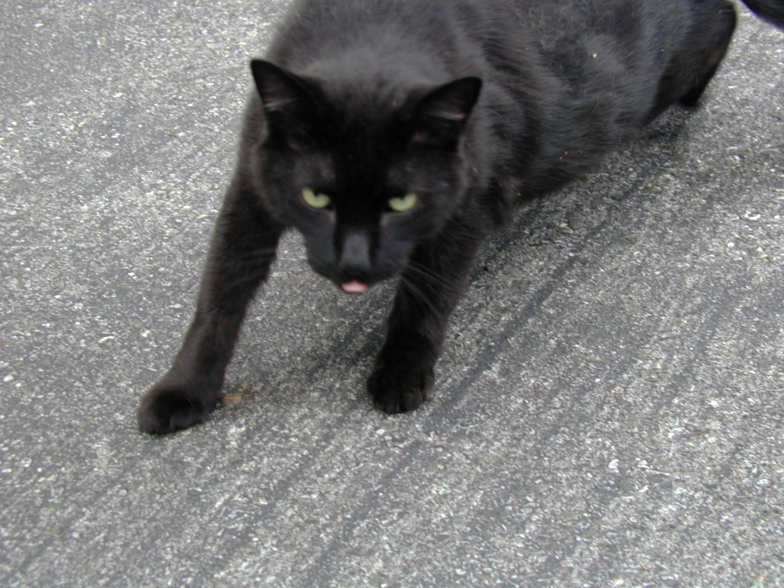 Shadow the kitty.