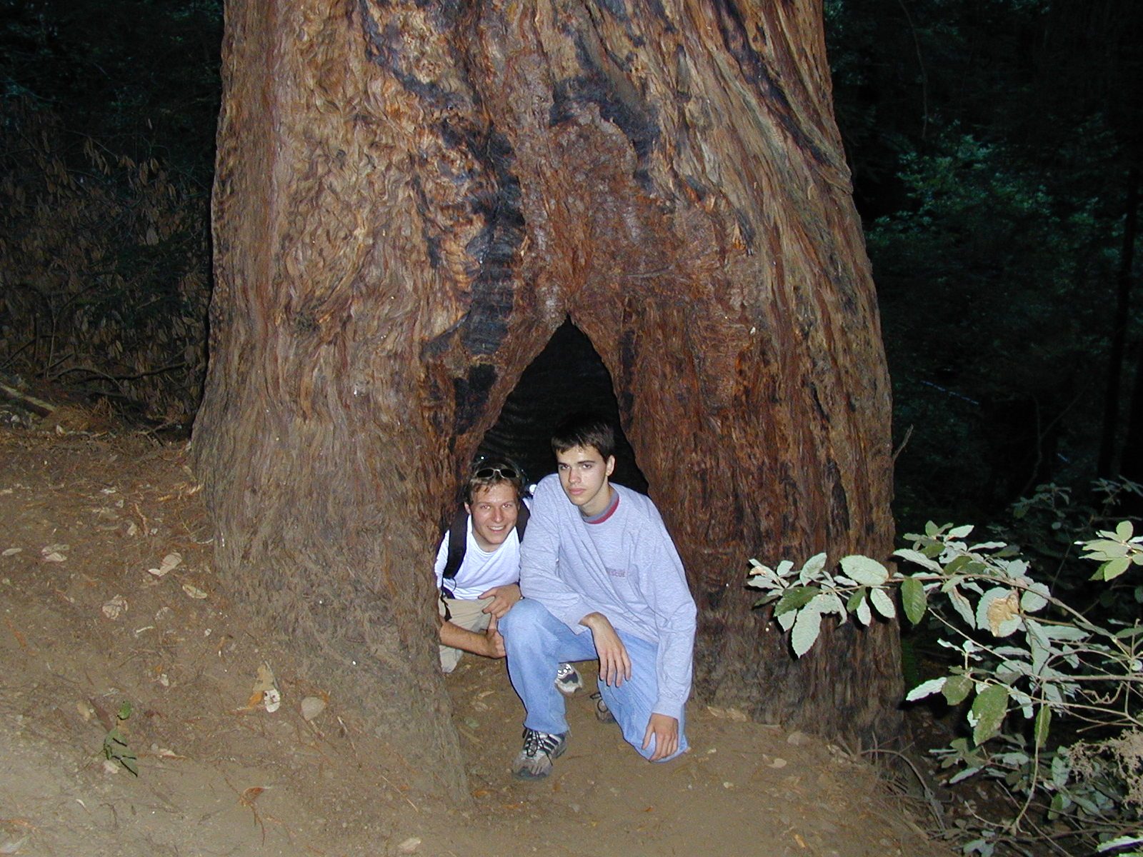 John and Robert inside a tree.