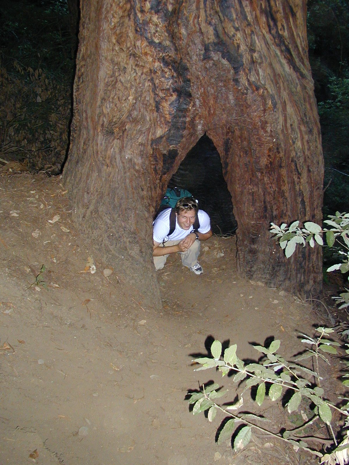John in a tree at Muir Woods.