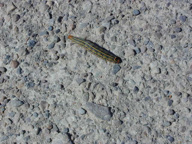 All I remember about this caterpillar which Mom and I spotted in the middle of Death Valley at...