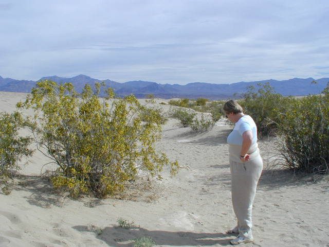 Mom inspecting a flowering mesquite bush near the sand dunes, Death Valley.
