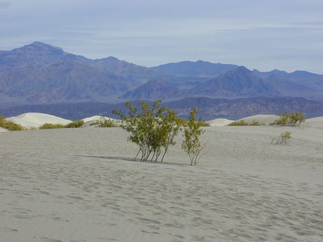 Some mesquite growing in the sand dunes.  Looking east.