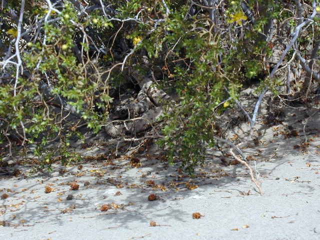 If you look very closely, you can see a rattlesnake in there.  This was as close as I was going...