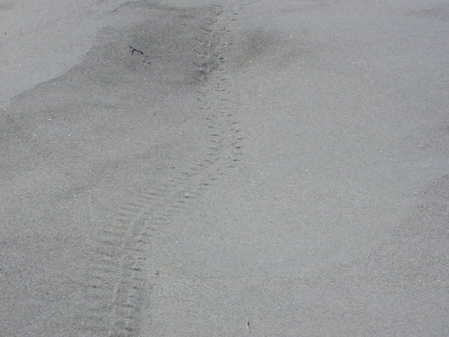 Rattlesnake tracks!