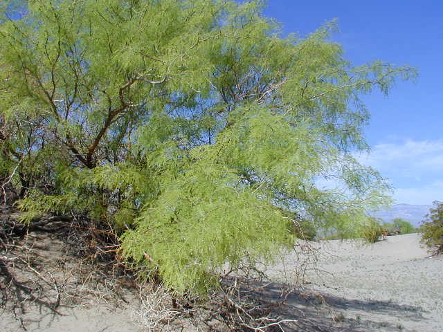 A pretty mesquite bush.