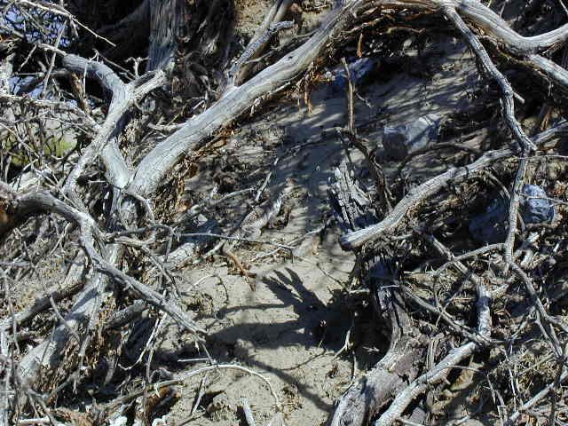 Can you spot the lizard?  Animals sure are good at camouflaging themselves. 