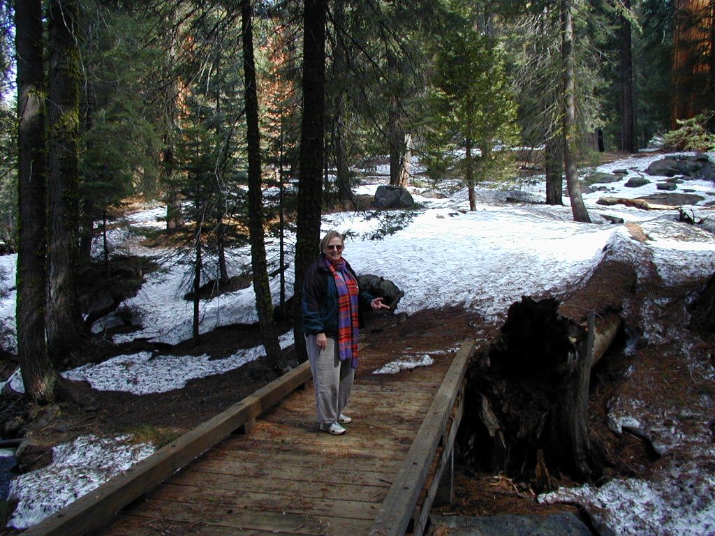 Mom on one of the walking paths through the groves of Sequoias near Grant Village.