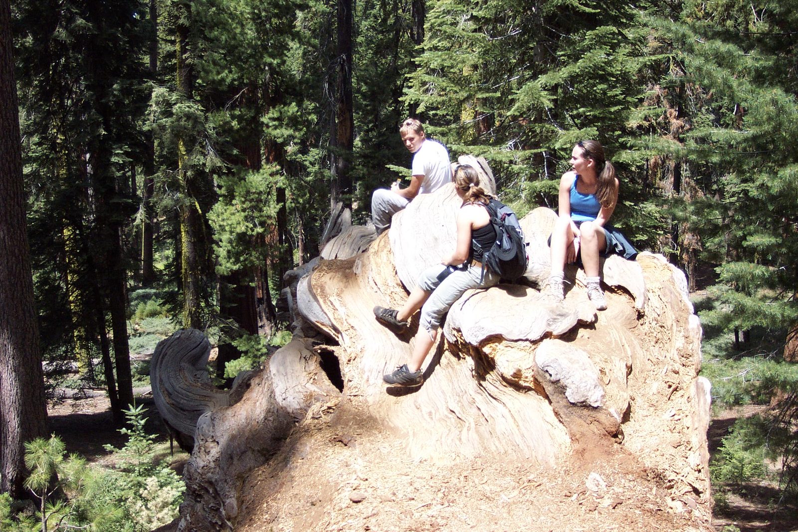 John, Tini, and Rachel hanging out of Fallen Tunnel Tree in the Wawona Grove of Giant Sequoias.