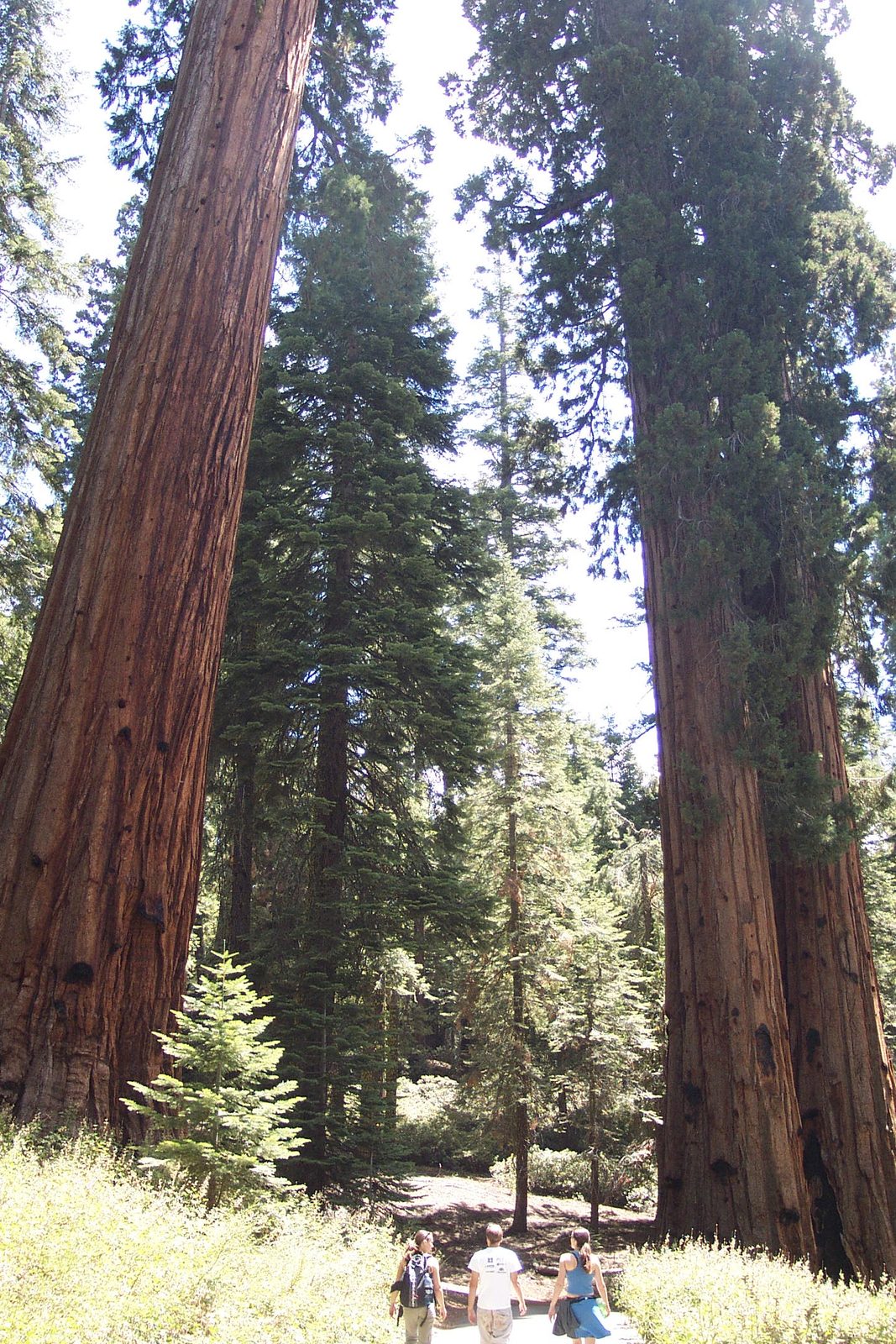 Tini, John, and Rachel walking among the big trees.