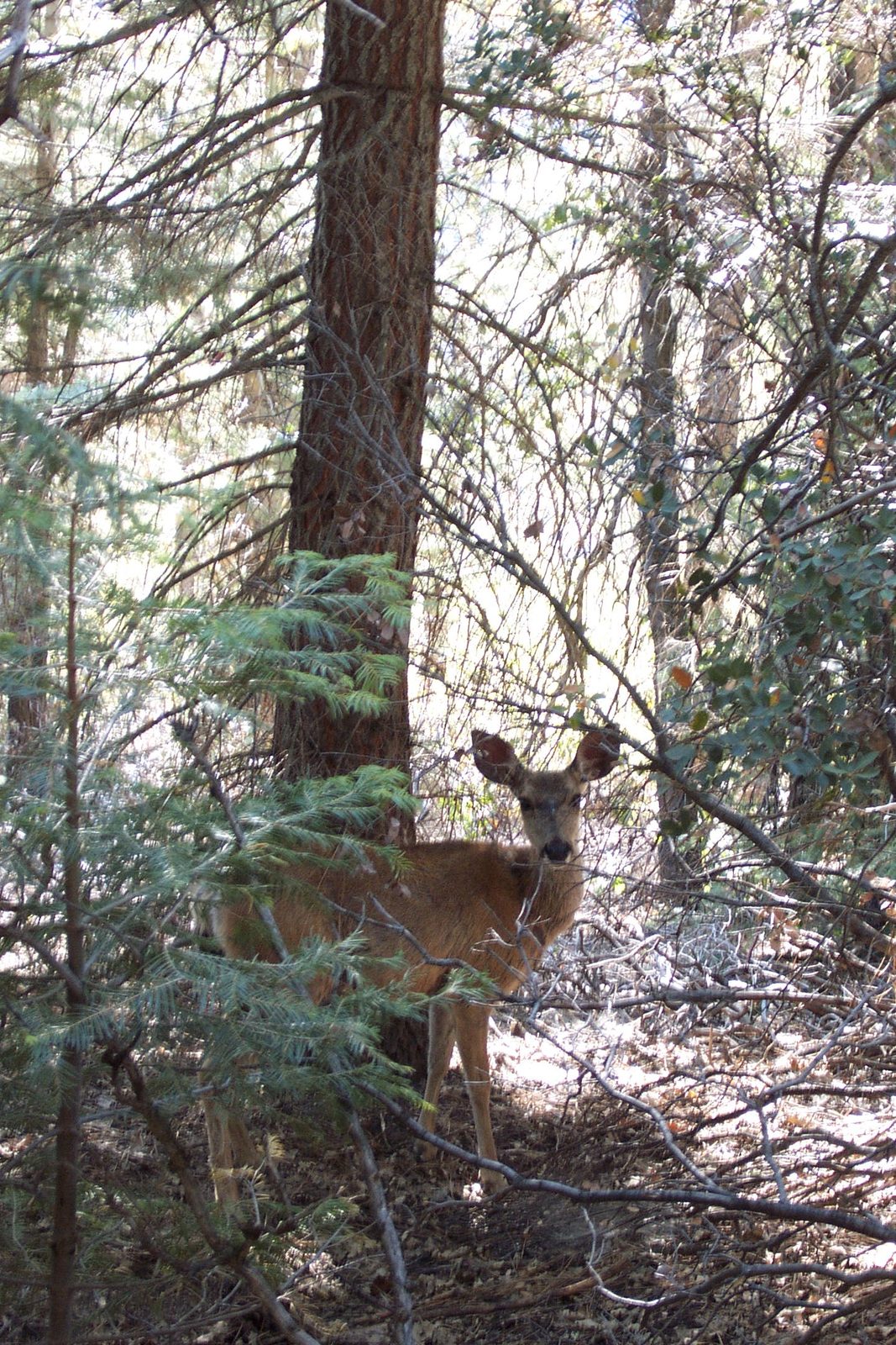 Stephan spots a mule deer.