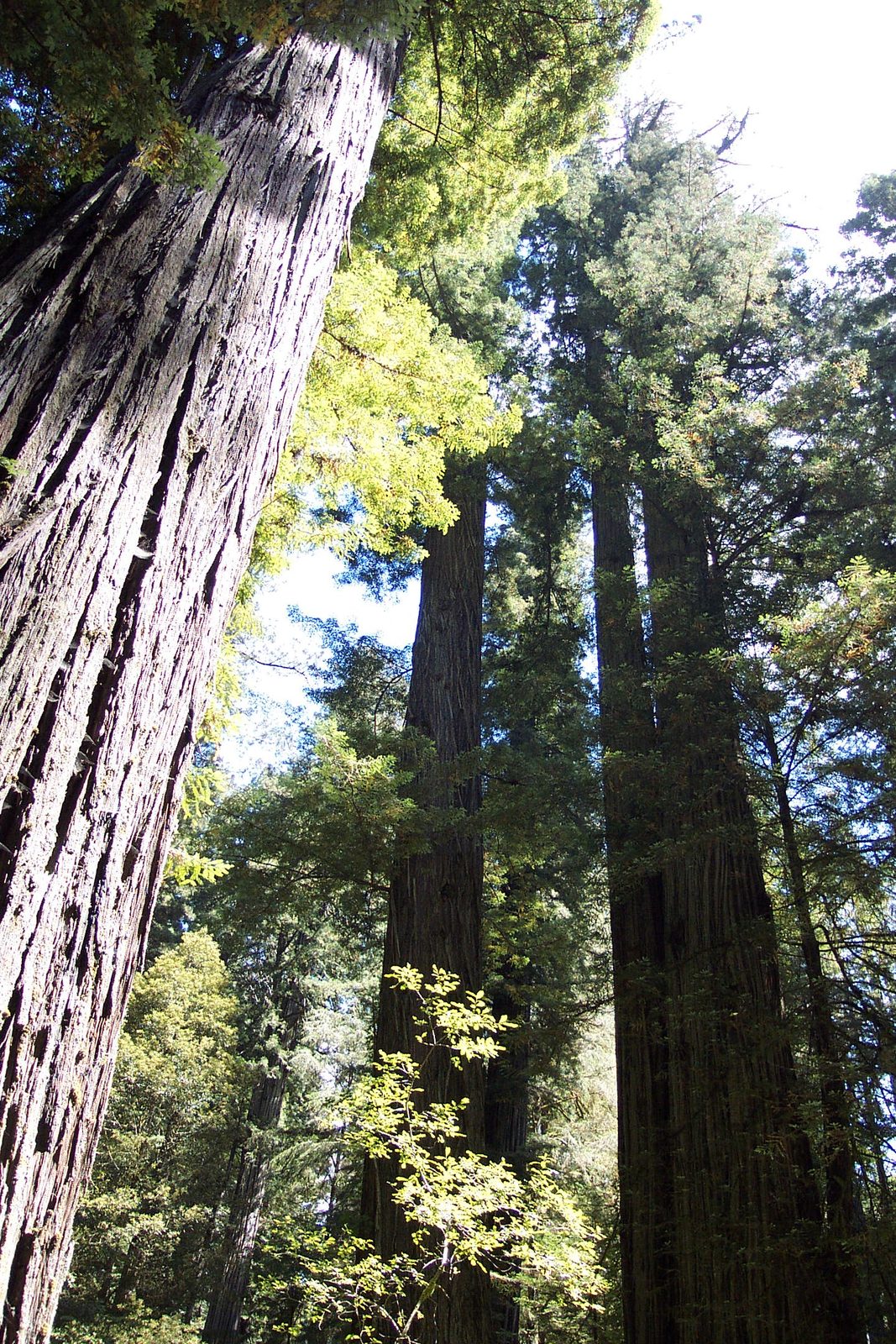 Big trees :)