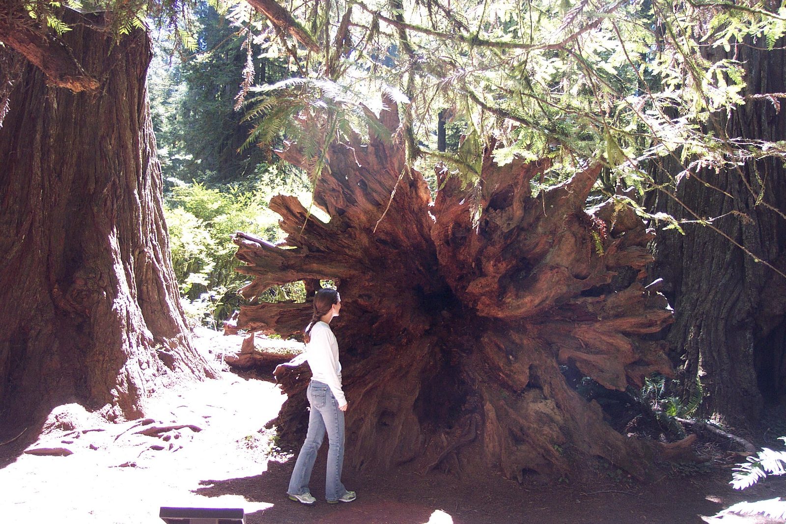 Rachel inspecting a large stump.