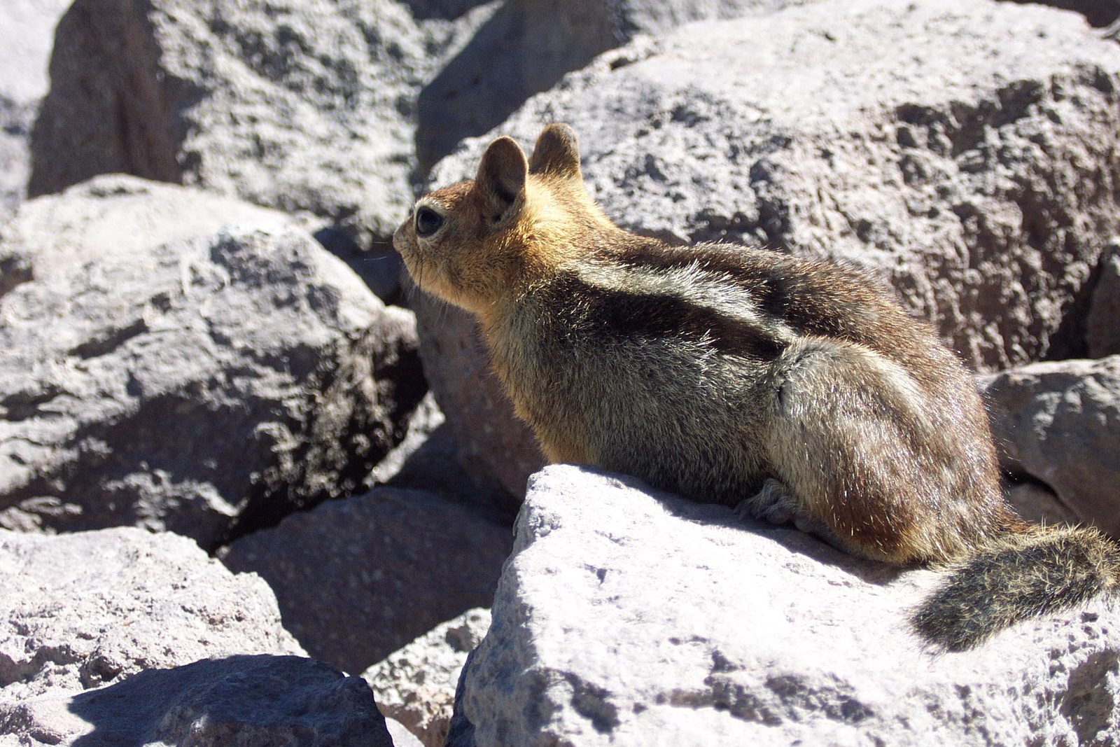 So apparently they don't have chipmunks in Europe.  That makes them very fascinating animals to Stephan.