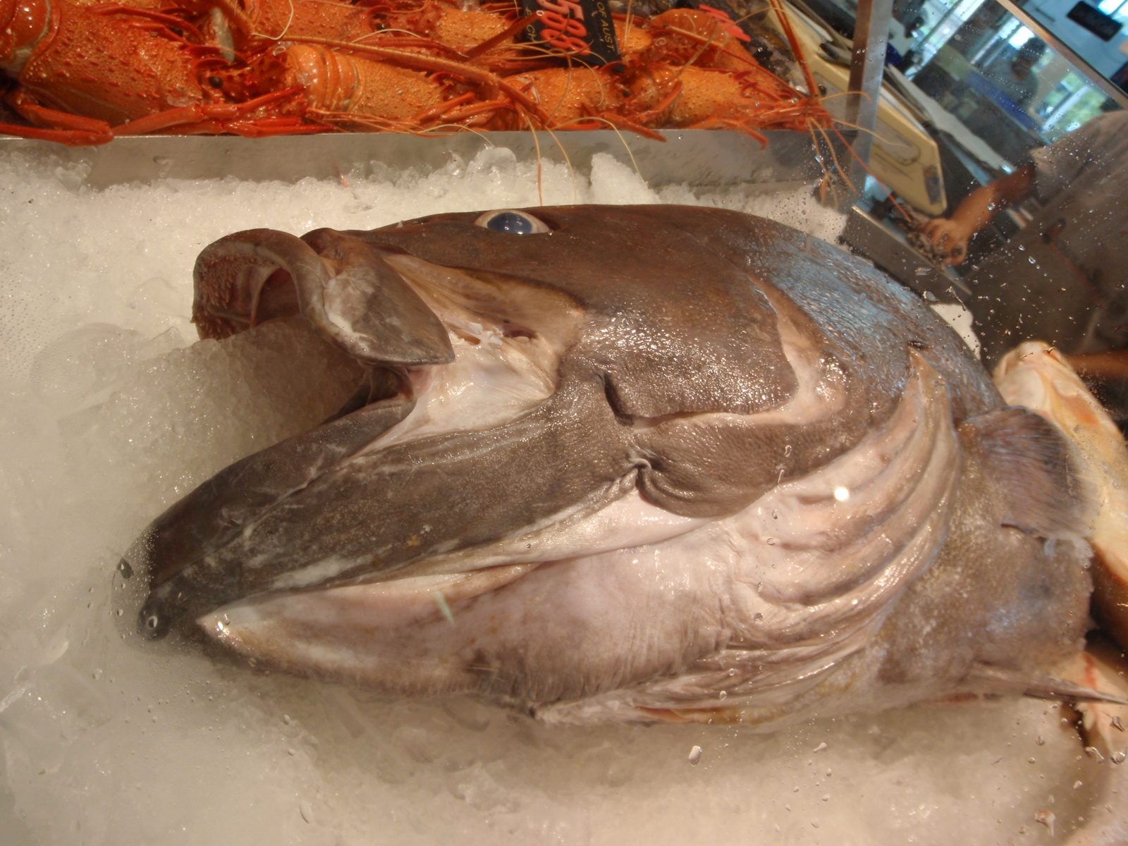 A fish for sale.  I am not sure we ever figured out what type it was.