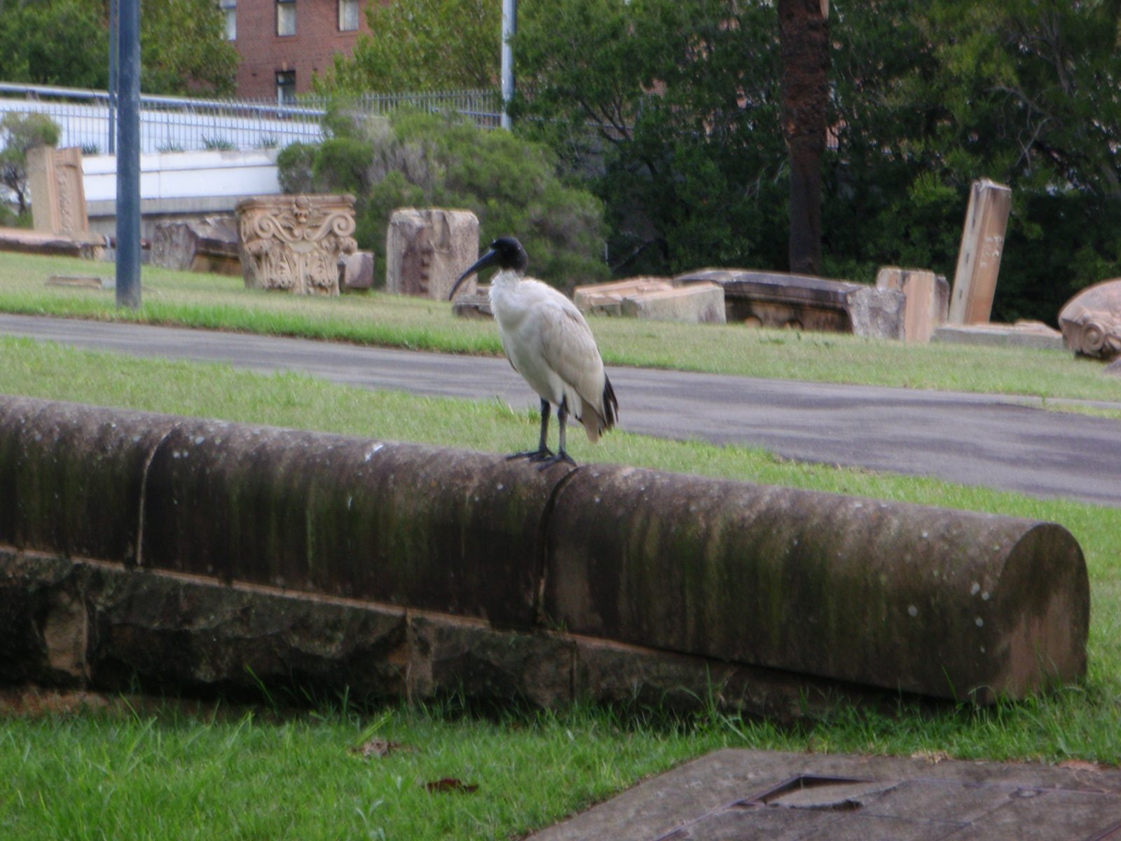 These birds were everywhere.  One even wandered into a store we were in.  Some sort of stork...