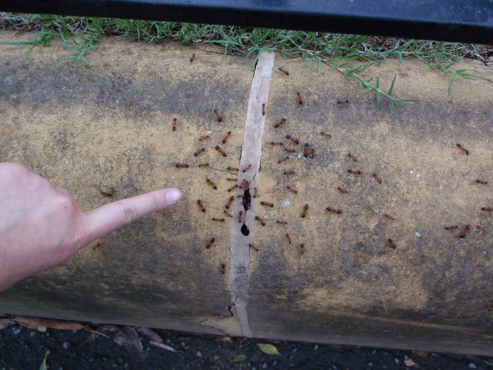 Ants, like many other animals we encountered while in Australia, were larger than we were used to.