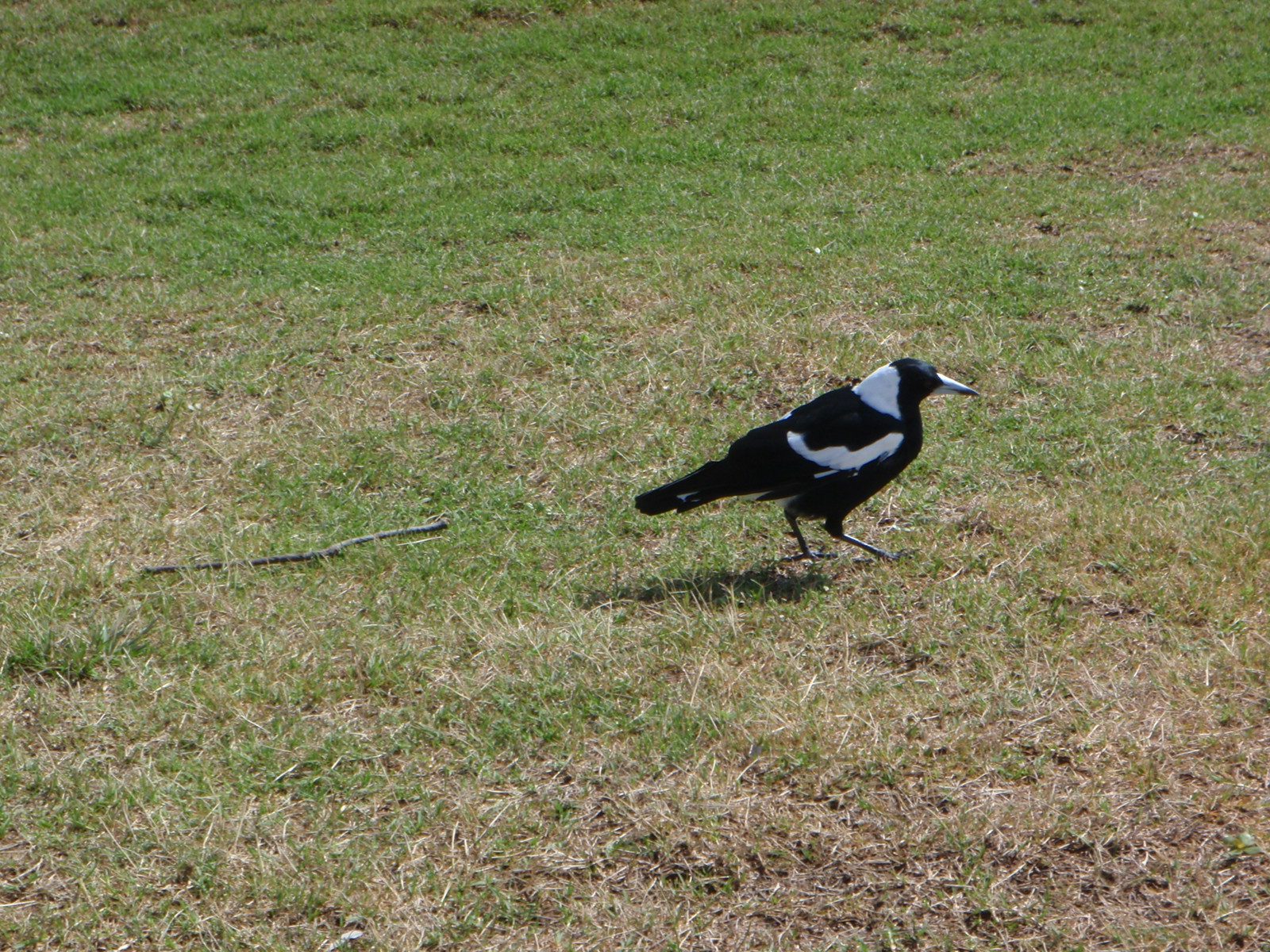 A bird on our hike.  It was about a foot tall.