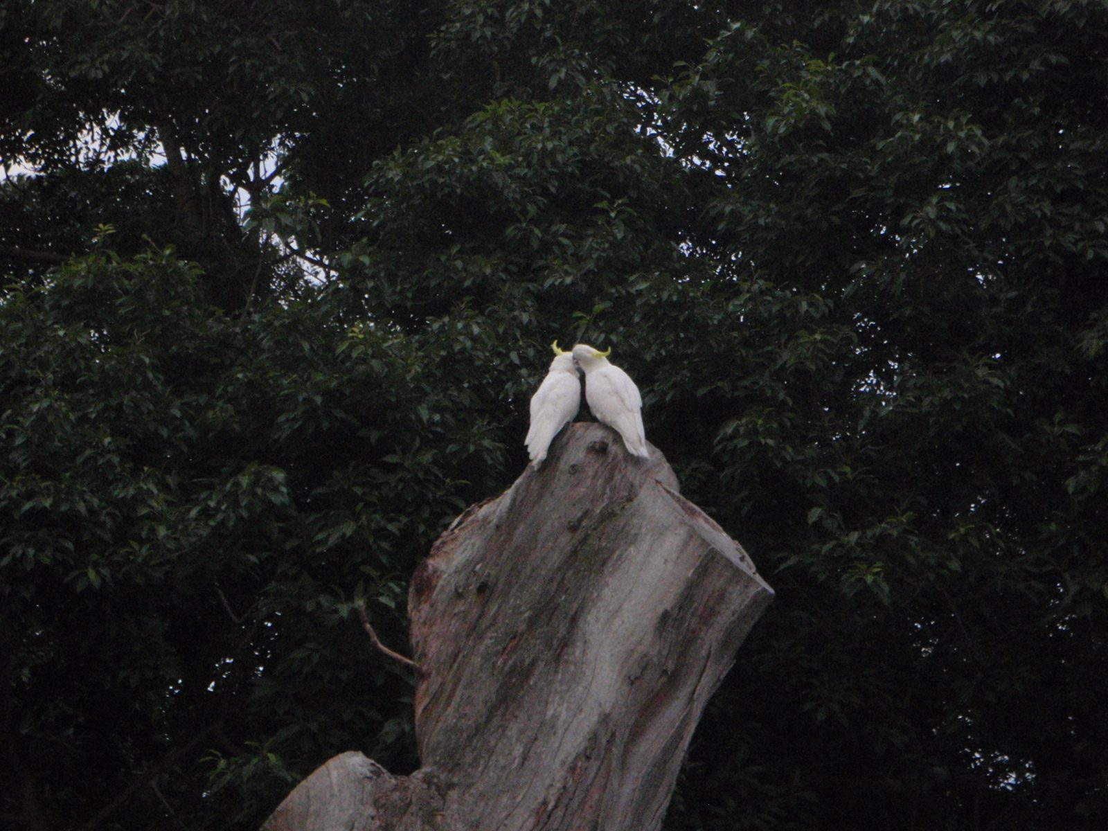 Aww, how cute.  In the bot, during my morning run.