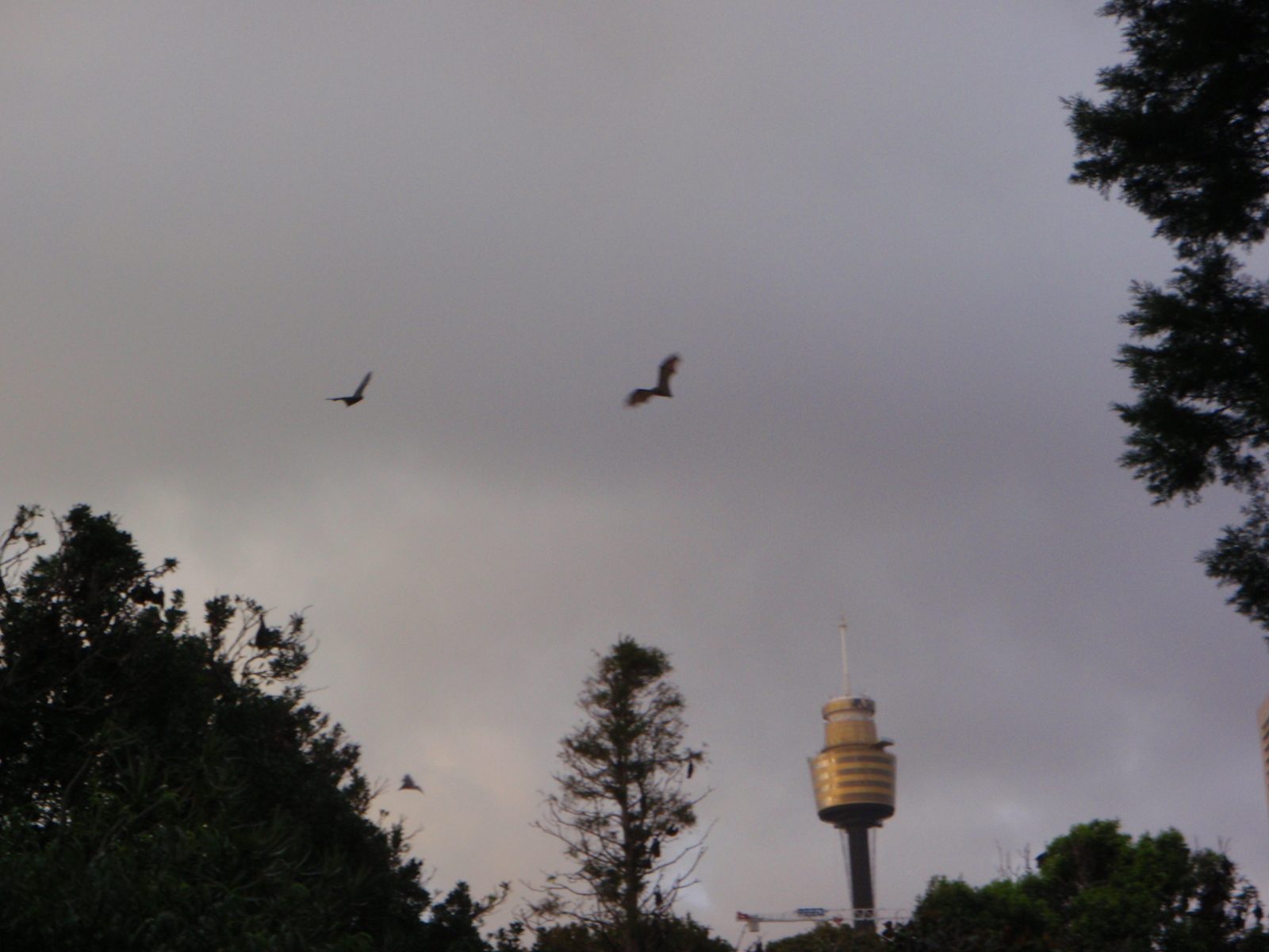 Flying foxes!  In the bot, during the morning run.