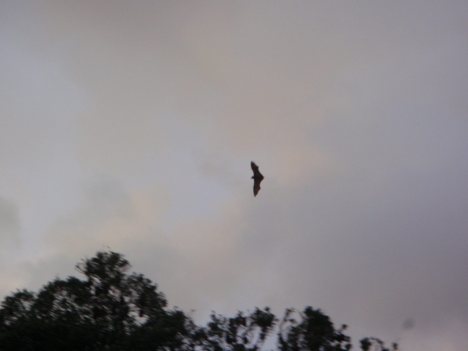 A flying fox: basically a large fruit bat.