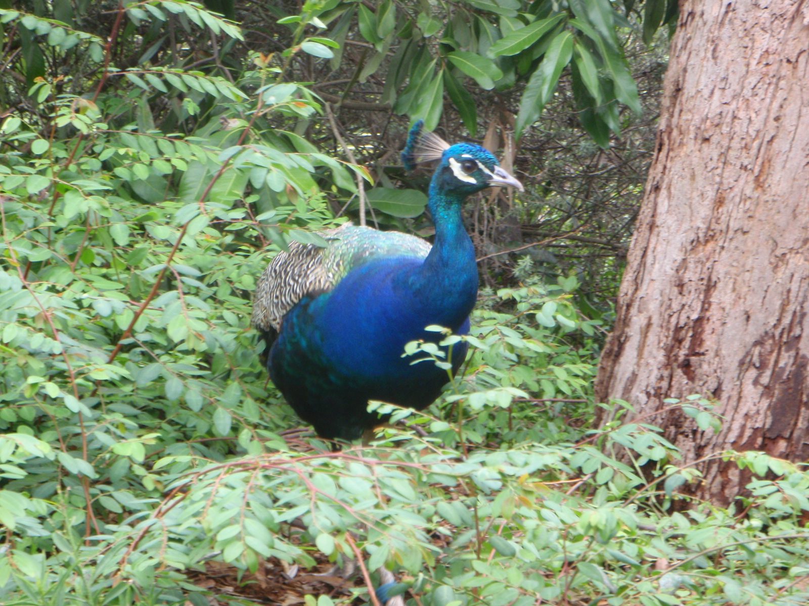 A peacock!