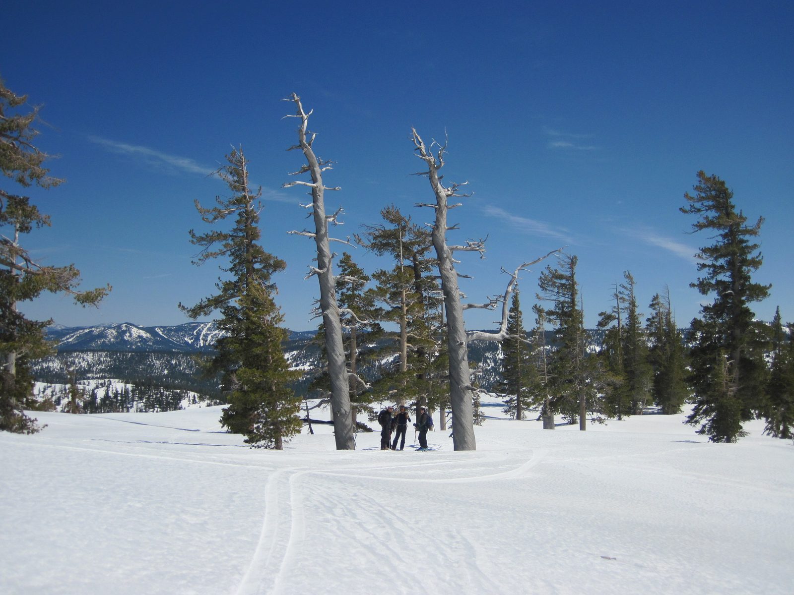 We tended to pick out dead trees or in this case pairs of dead trees to meet at, as the group...