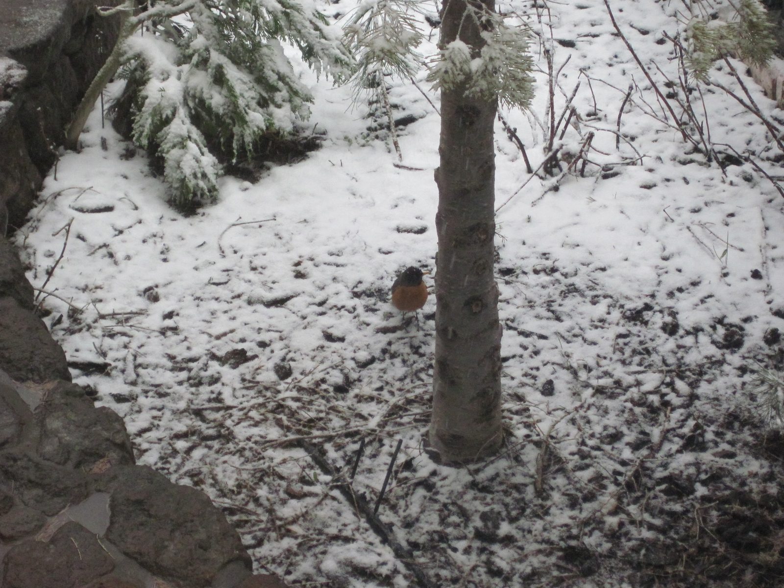 A very confused-looking robin, hopping around in the snow near the hot tub.