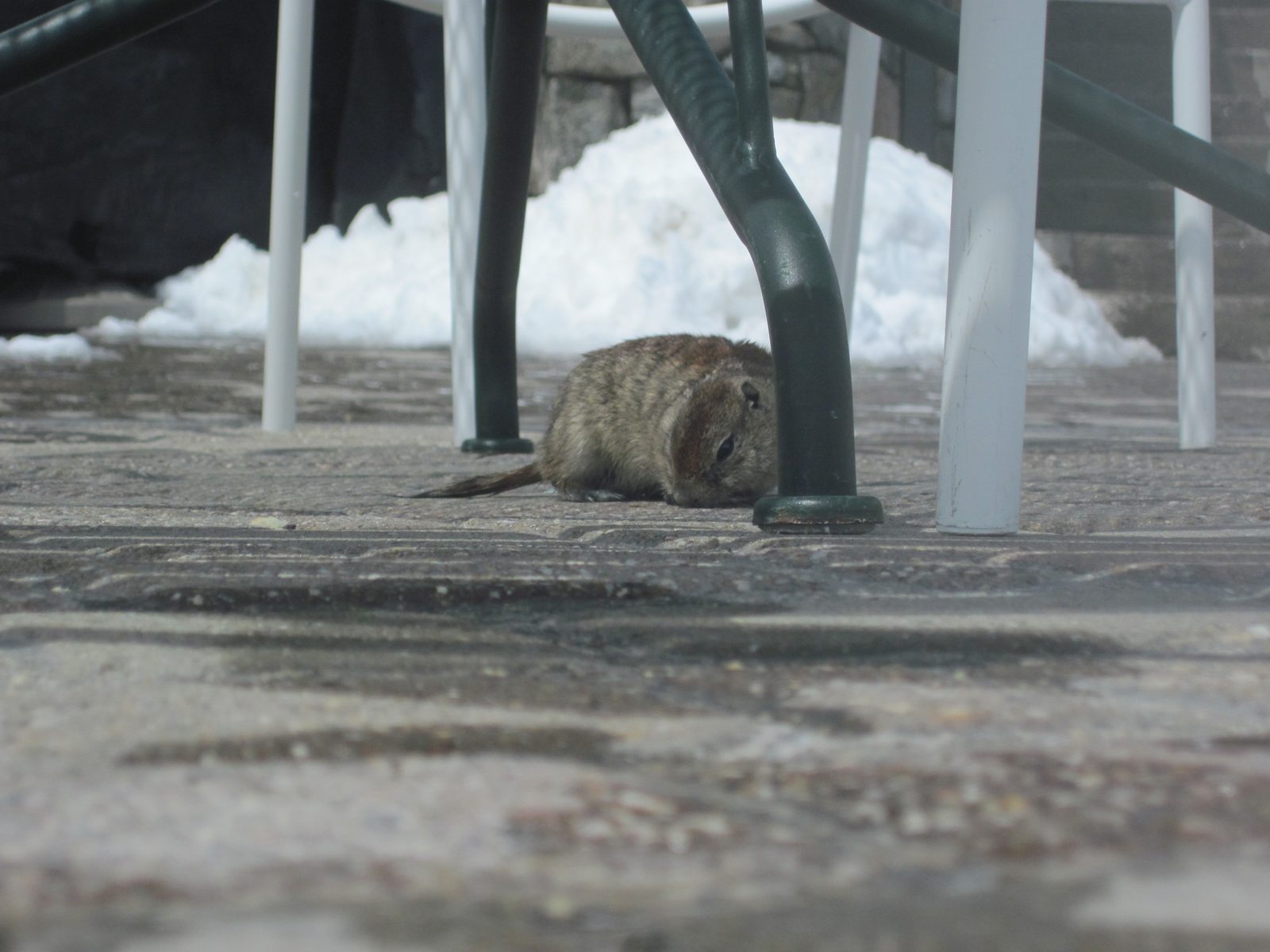 Baby marmot? Chipmunk? We weren't sure.
