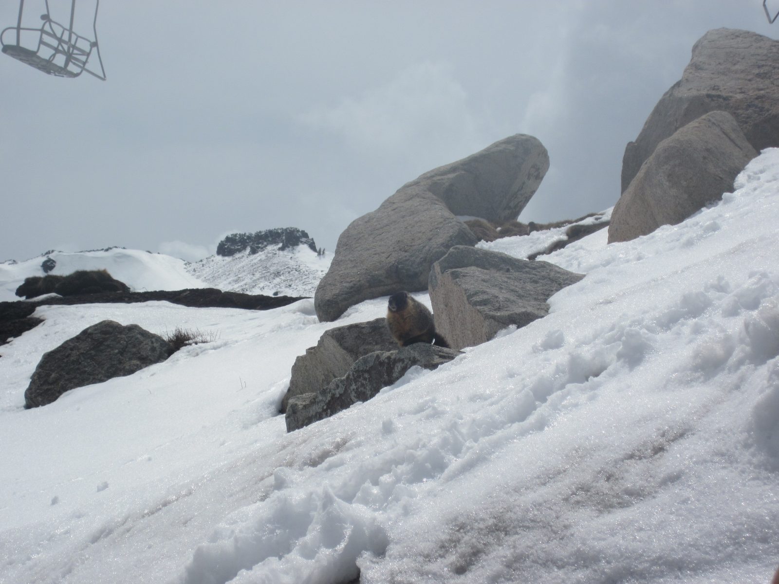 Big, fat momma marmot. Photo taken from the hot tub.