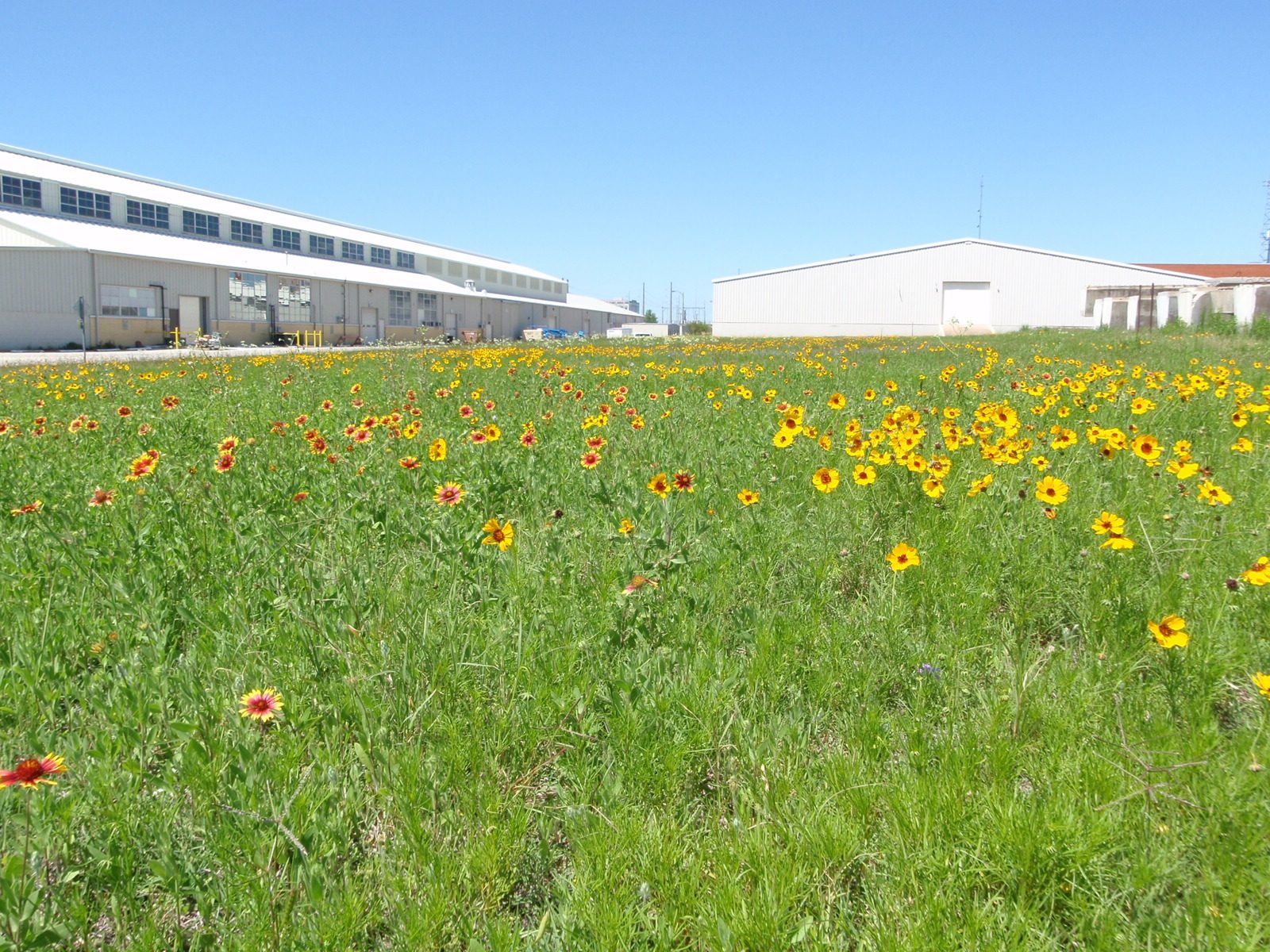 Wildflowers outside of Catherine's lab.