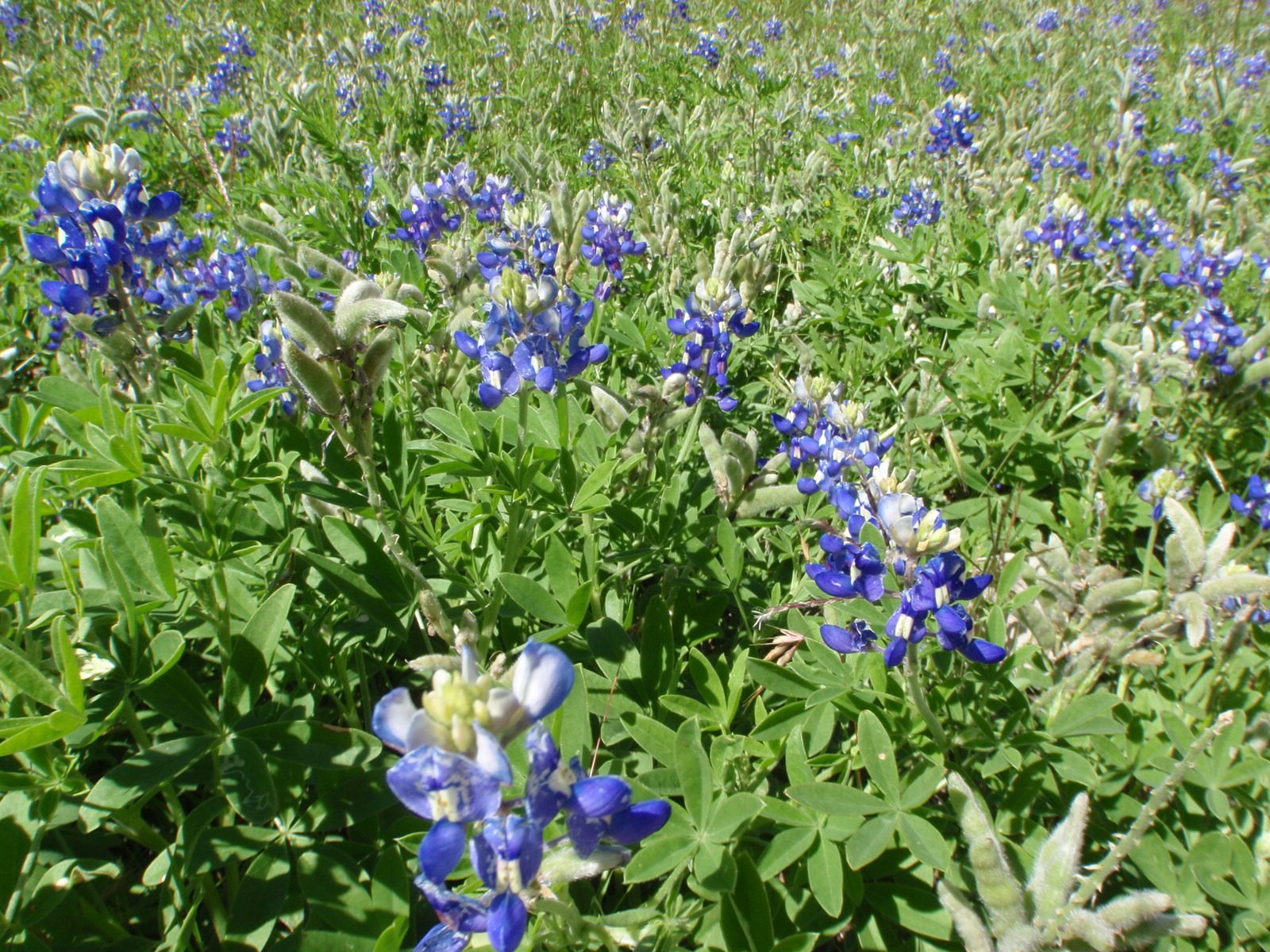 Blue bonnets:  not blue; not bonnets; discuss.  Talk amongst yourselves.