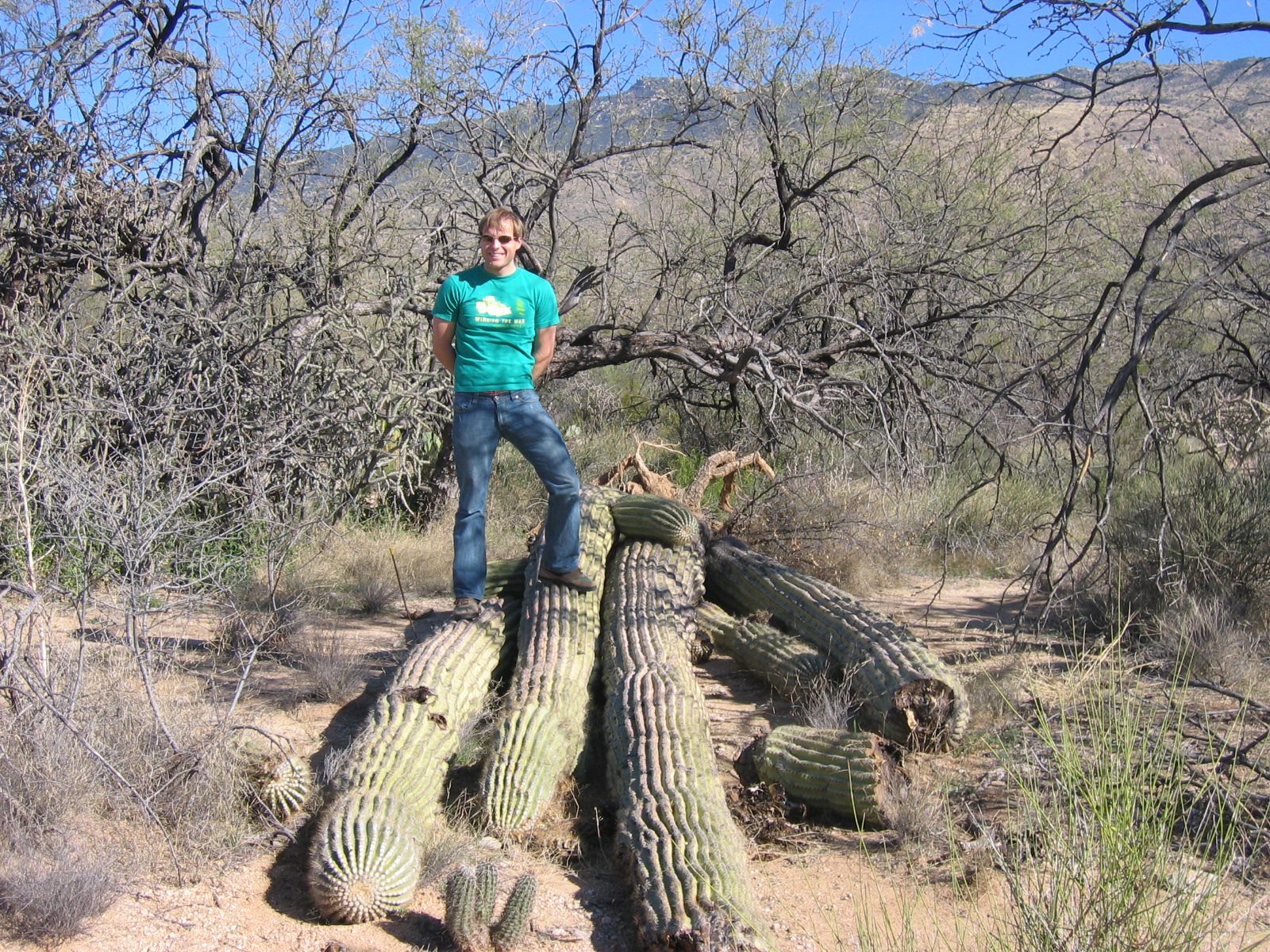 John on top of a fallen saguaro.