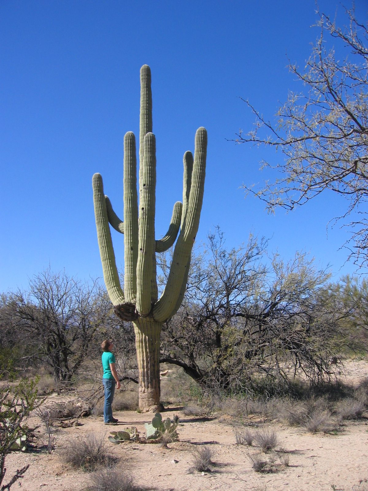John, staring up at a saguaro cactus.
