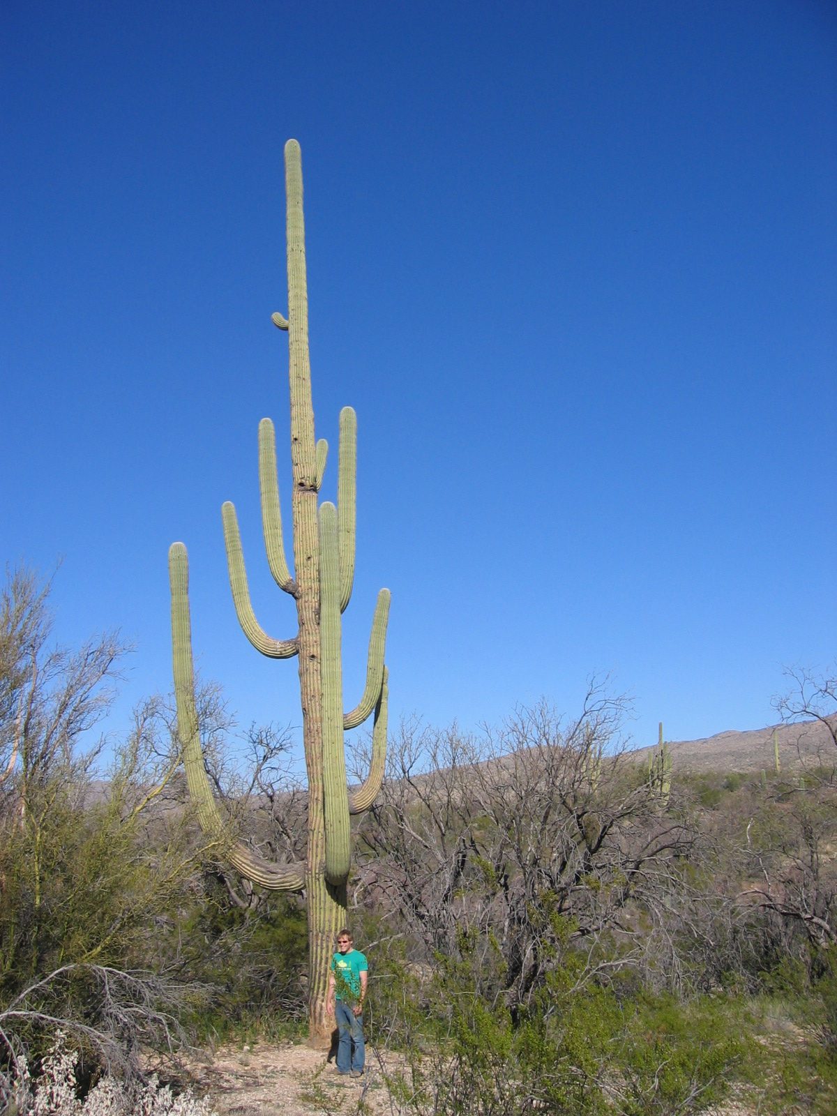 John, next to a really tall saguaro.
