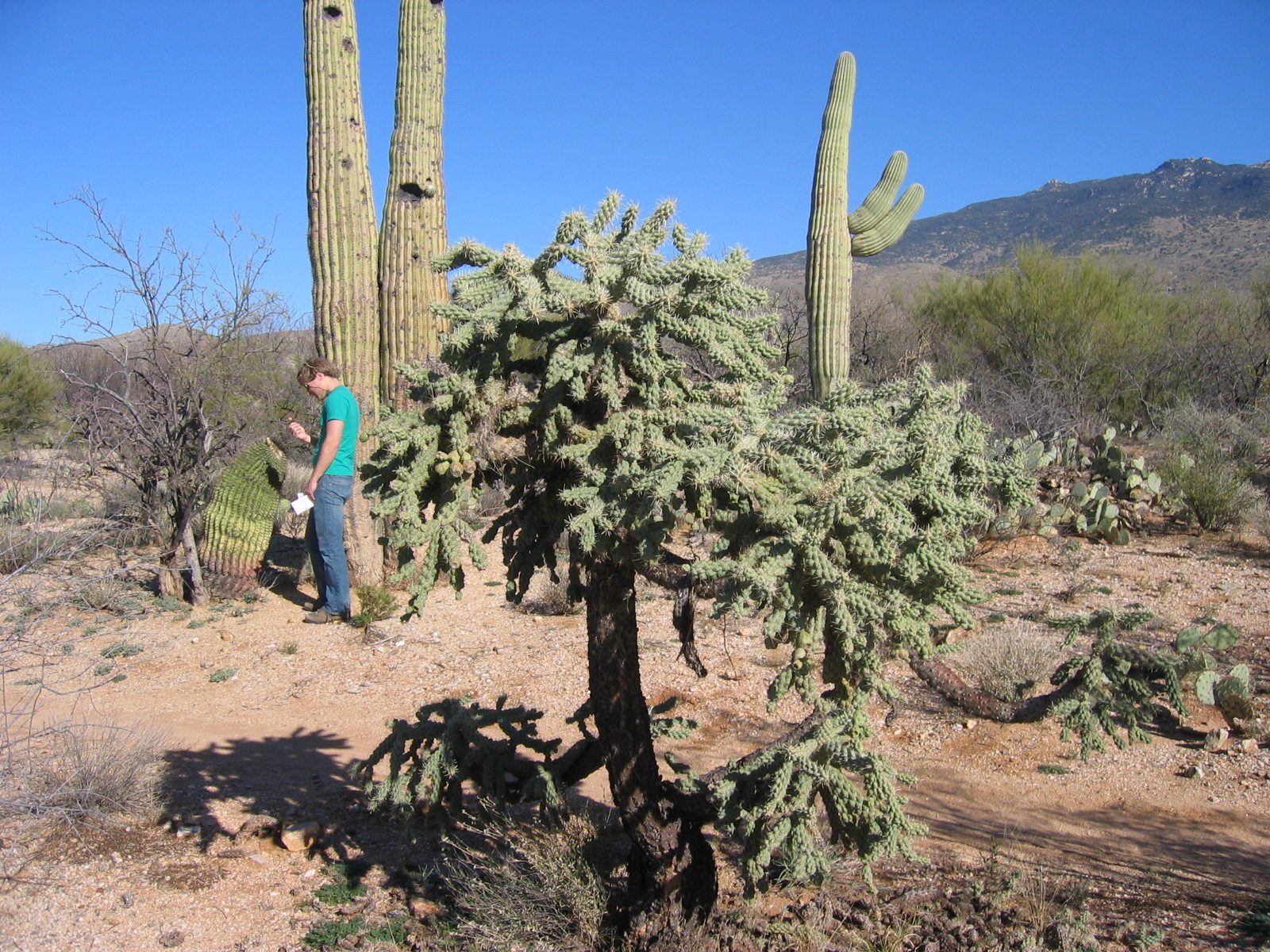 John inspecting the fruit of a barrel cactus.