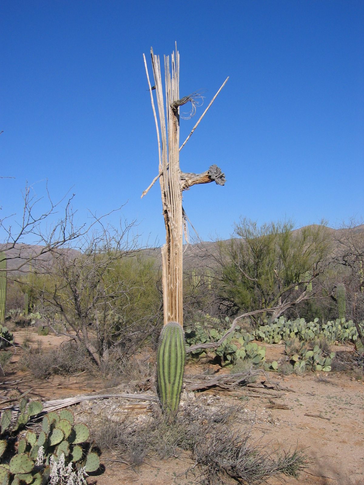 Saguaro skeleton.