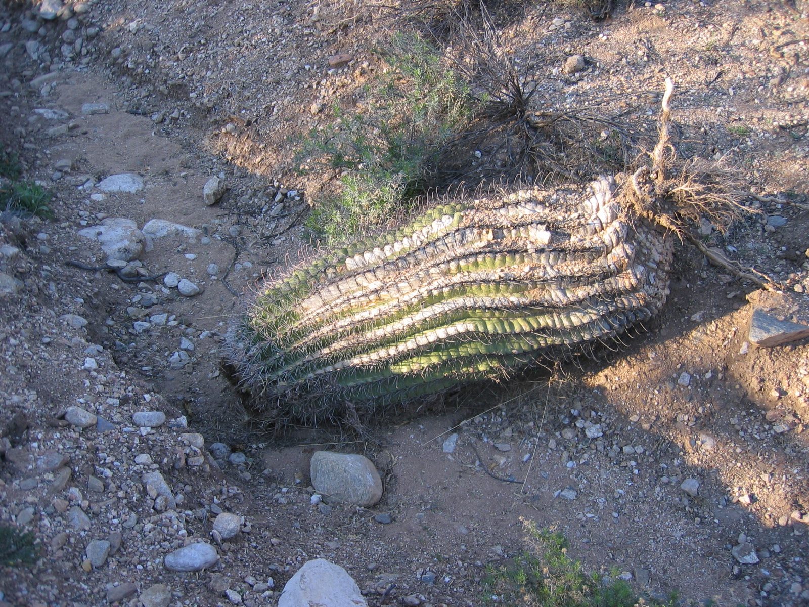 A barrel cactus that drank to much, got really heavy, fell over, and pulled its roots out of the...