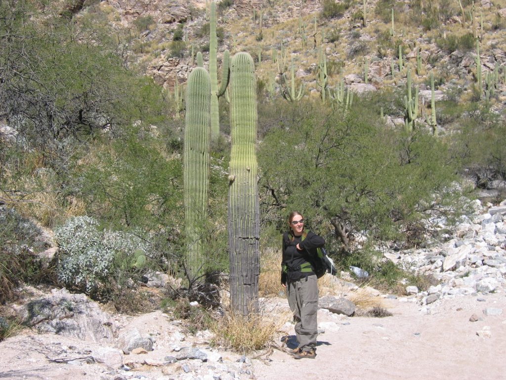 Catherine, inspecting twin saguaros near the hairpin canyon.