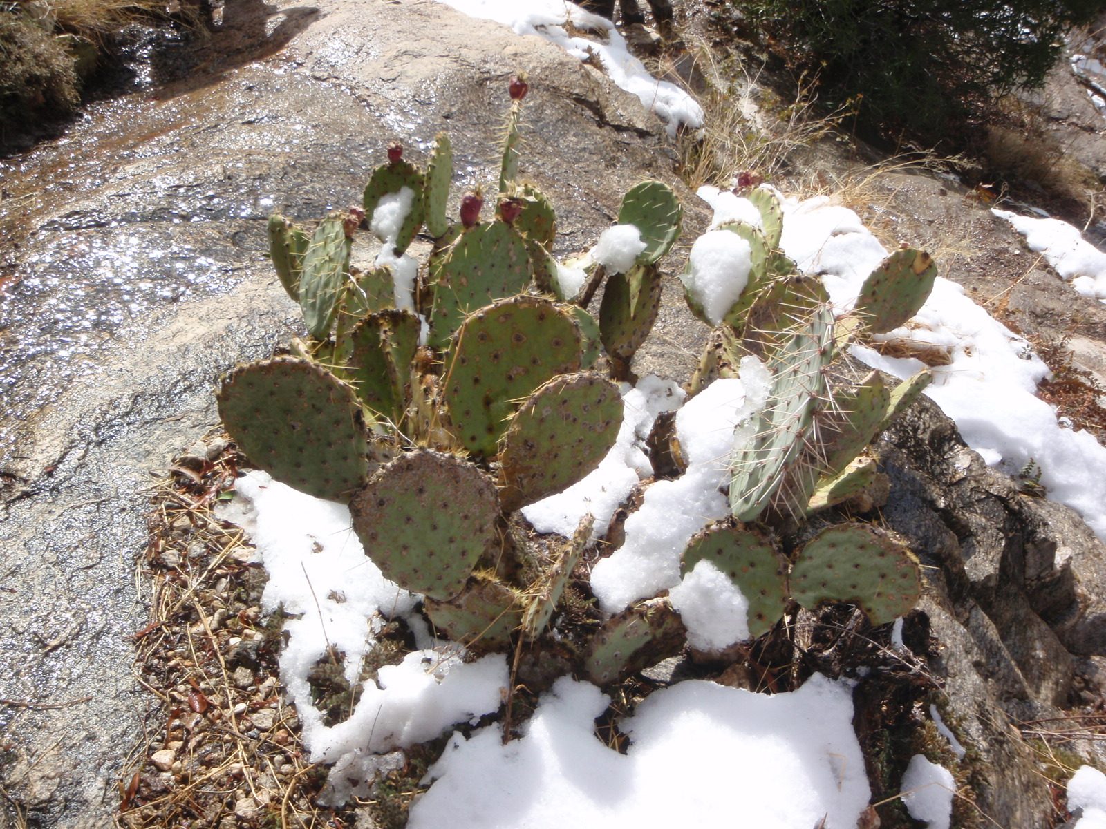 Prickly pear cactus covered in snow.