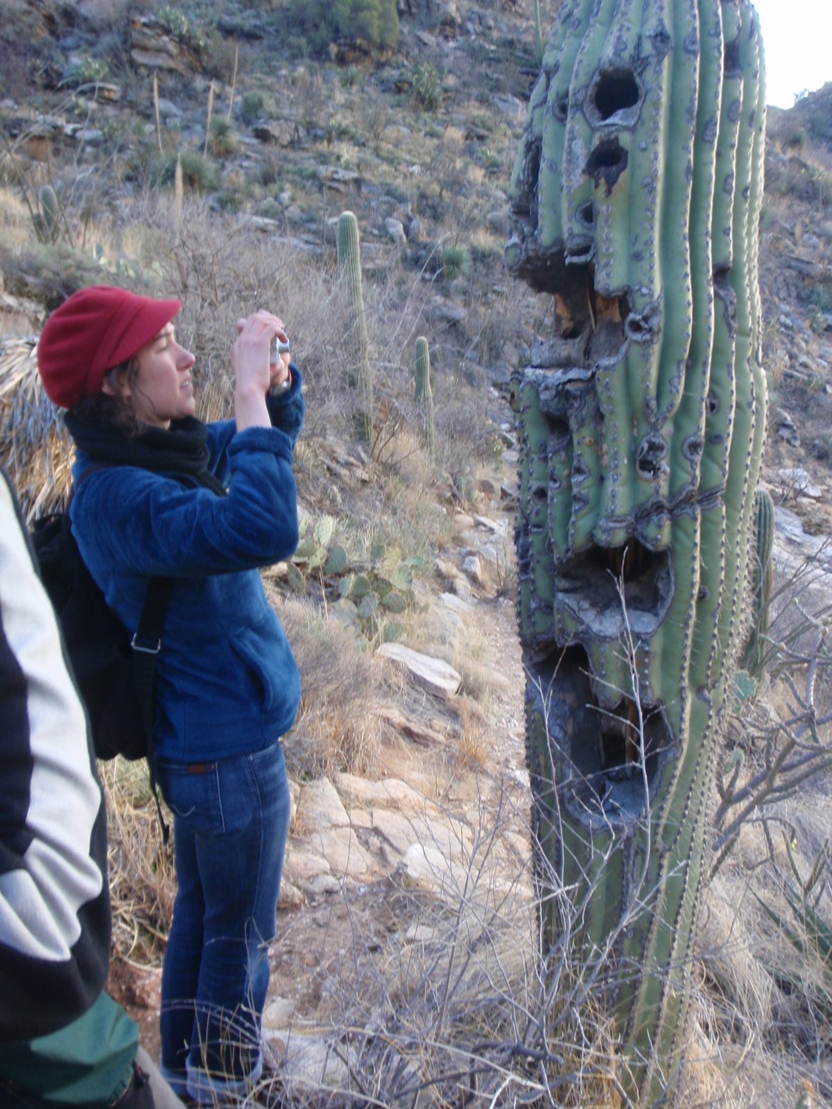 This saguaro sort of looks like a person talking (or perhaps yelling) at Mel. I see faces in places!